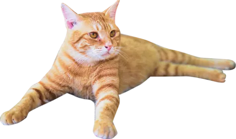 茶色の猫