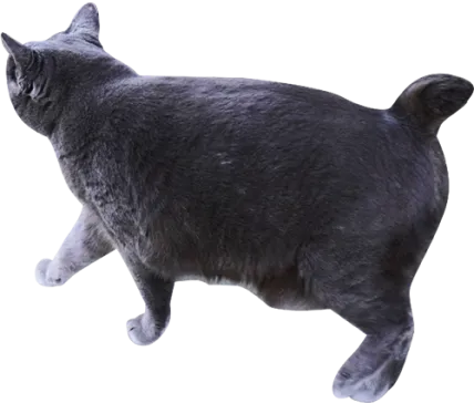 黒色の猫