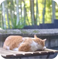 写真：茶色と白が混じった毛の猫が、ベンチの上で寝ています。