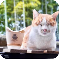 写真；目を瞑っている猫