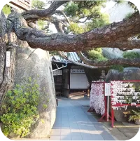 写真：神社と木と岩とおみくじが写っています。