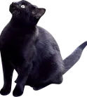 黒い猫
