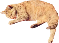 茶色の猫