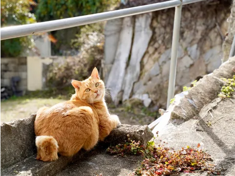 写真:茶色い猫がくつろいでいます。
